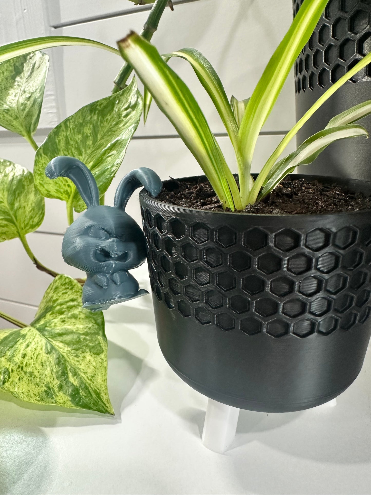 Crazy Bunny Plant Buddy