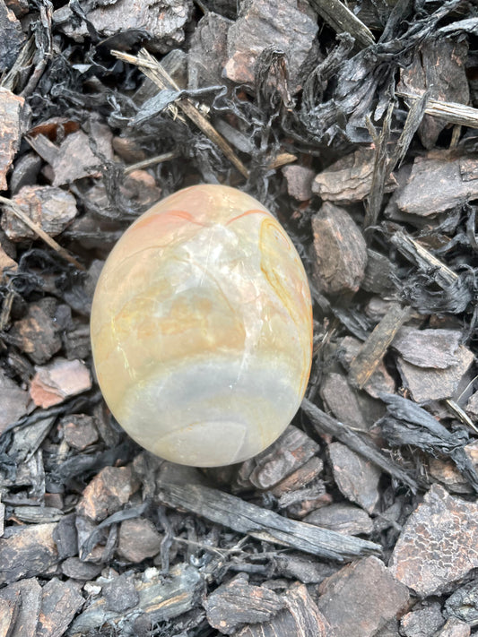 Imperial Jasper Palm